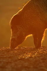 Image showing wild boar portrait in orange sunset