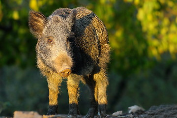 Image showing wild hog in a glade