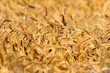 Image showing yellow textural wheat field