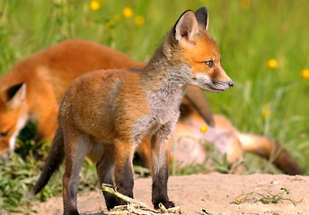 Image showing young european fox