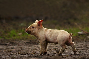 Image showing young pig near the farm