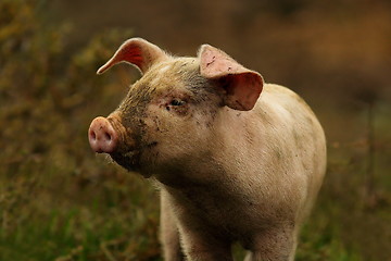Image showing young pink pig portrait