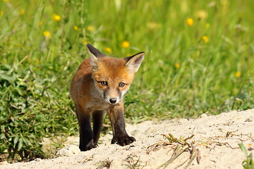 Image showing young small european fox cub