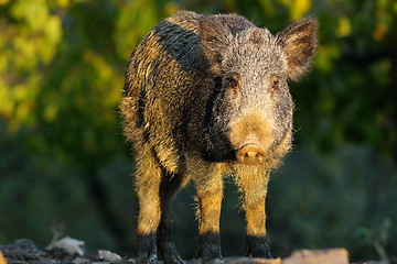 Image showing young wild boar in a glade