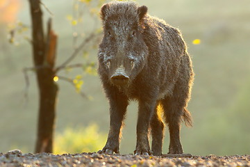 Image showing young wild boar male