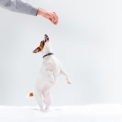 Image showing Small Jack Russell Terrier on white