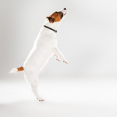 Image showing Small Jack Russell Terrier on white