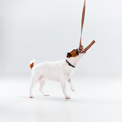 Image showing Small Jack Russell Terrier on white