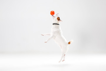 Image showing Small Jack Russell Terrier on white