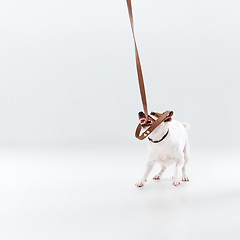 Image showing Small Jack Russell Terrier on white