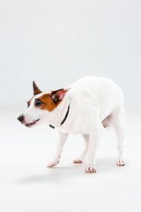 Image showing Small Jack Russell Terrier on white