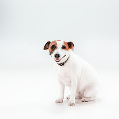 Image showing Small Jack Russell Terrier sitting on white