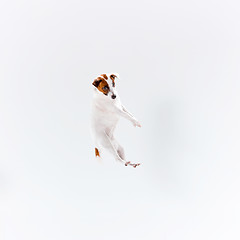 Image showing Small Jack Russell Terrier on white