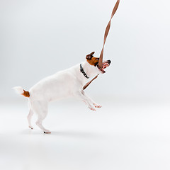 Image showing Small Jack Russell Terrier on white