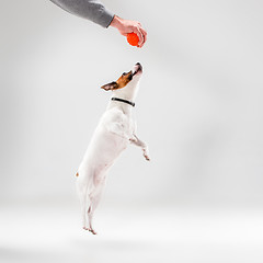 Image showing Small Jack Russell Terrier on white