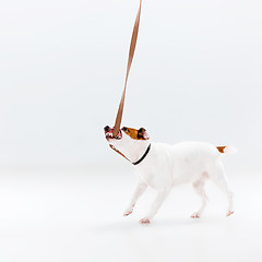 Image showing Small Jack Russell Terrier on white