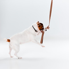 Image showing Small Jack Russell Terrier on white