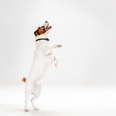 Image showing Small Jack Russell Terrier on white