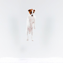 Image showing Small Jack Russell Terrier on white