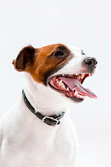 Image showing Small Jack Russell Terrier sitting on white