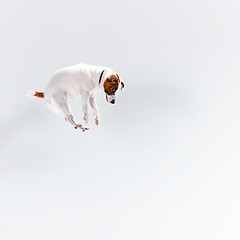 Image showing Small Jack Russell Terrier on white