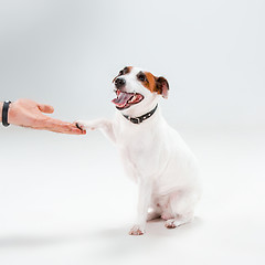 Image showing Small Jack Russell Terrier sitting on white