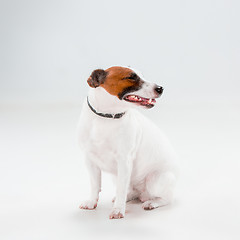 Image showing Small Jack Russell Terrier sitting on white