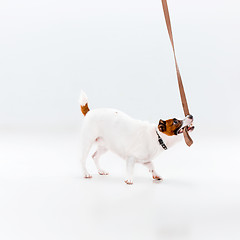 Image showing Small Jack Russell Terrier on white