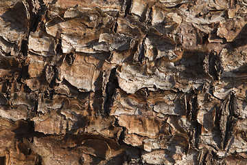 Image showing Flaking pine bark