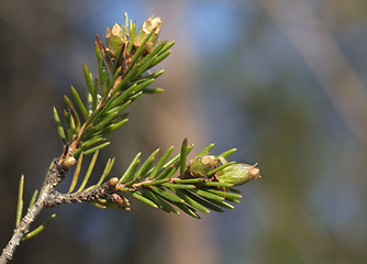 Image showing Pine bud in the spring