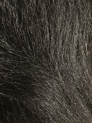 Image showing Dog hair texture