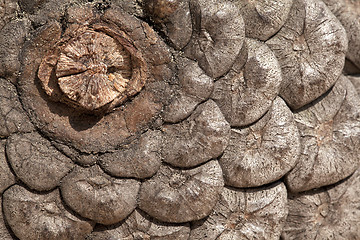 Image showing Pine cone, close-up