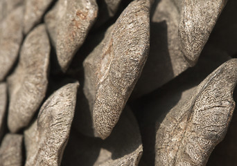 Image showing Pine cone, close-up