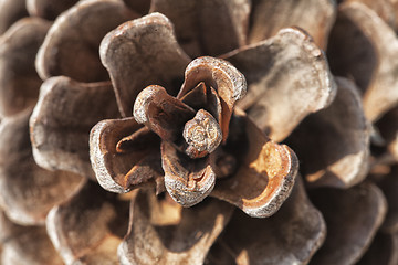 Image showing Pine cone, close-up