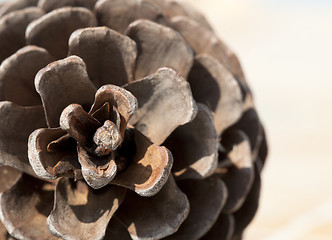 Image showing Pine cone, close-up