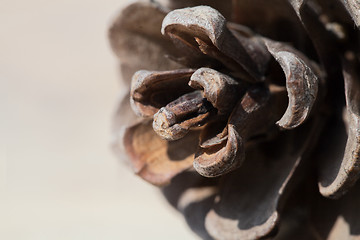 Image showing Pine cone, close-up