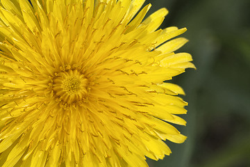 Image showing Dandelion flower, close-up
