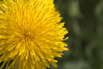 Image showing Dandelion flower, close-up