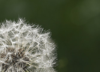 Image showing Fluffy dandelion, close-up