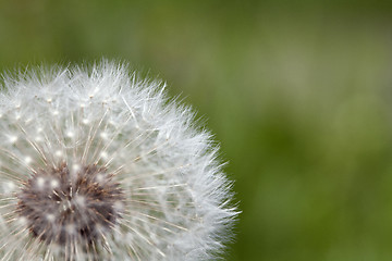 Image showing Fluffy dandelion, close-up