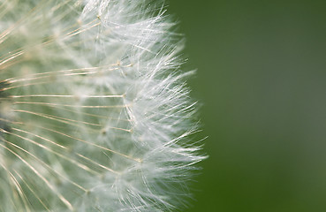 Image showing Fluffy dandelion, close-up