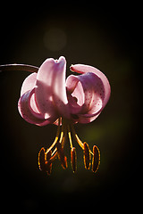 Image showing martagon lily