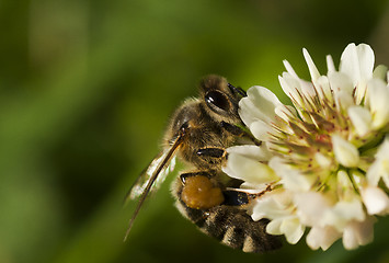 Image showing honey bee