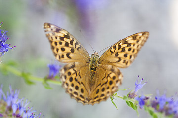 Image showing longing butterfly