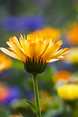 Image showing marigold