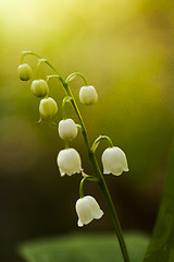 Image showing lily of the valley