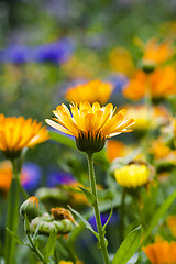 Image showing marigolds