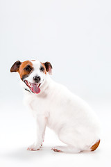 Image showing Small Jack Russell Terrier sitting on white