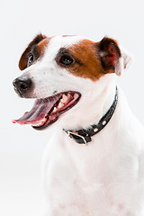 Image showing Small Jack Russell Terrier sitting on white