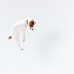 Image showing Small Jack Russell Terrier on white